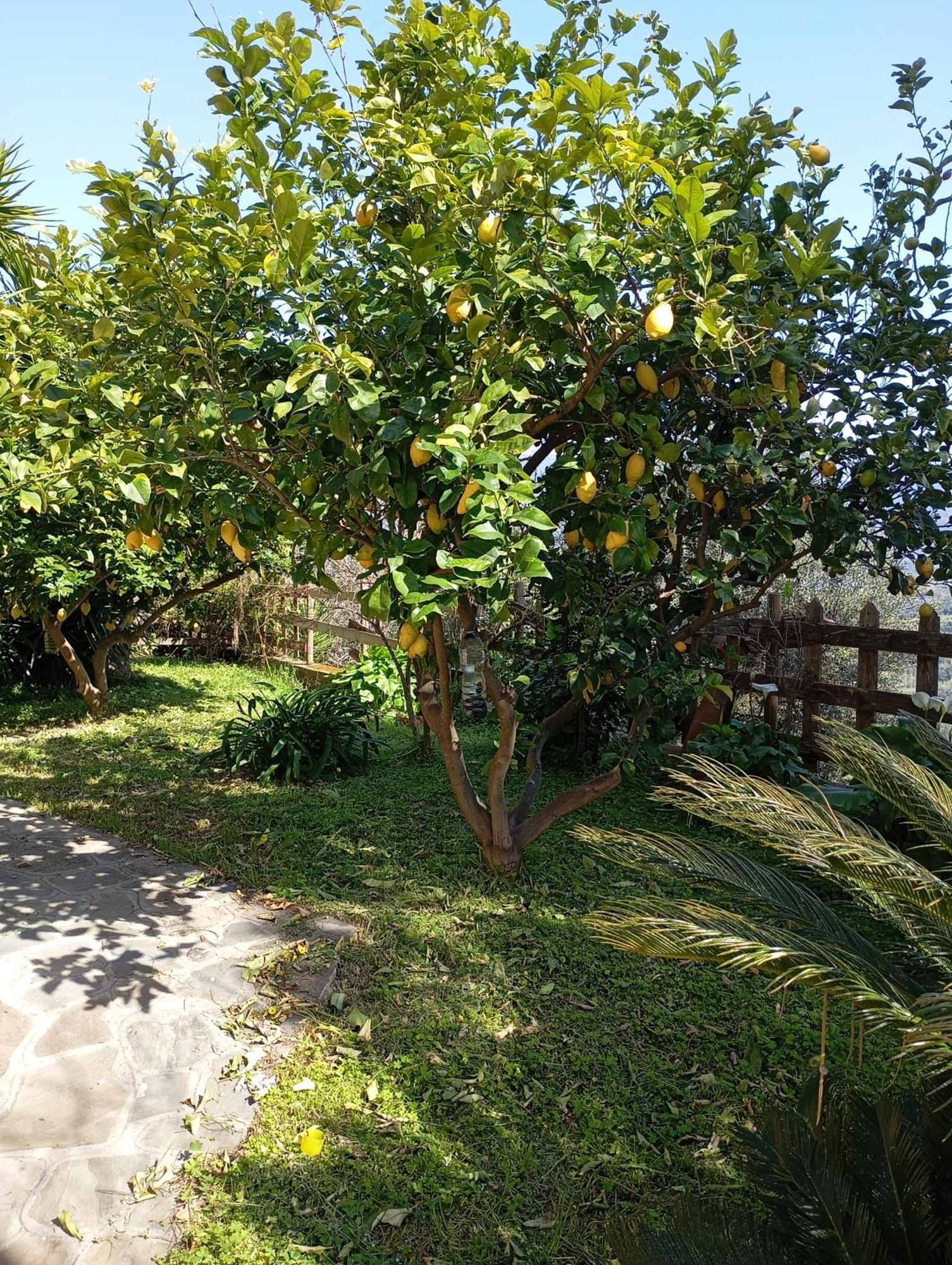 Casa Vacanze Diamante Ogliastro Cilento Exteriör bild